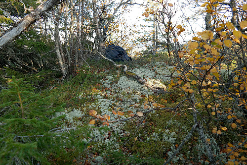 Mye skog på Dobbeltnatten Øst (905).