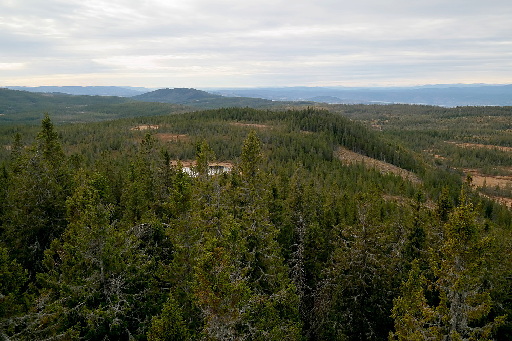 Utsikt mot sørvest fra toppen av tårnet på Lushaugen (812). Den markerte åsen i bakgrunnen til venstre er Hvalebykampen (771).