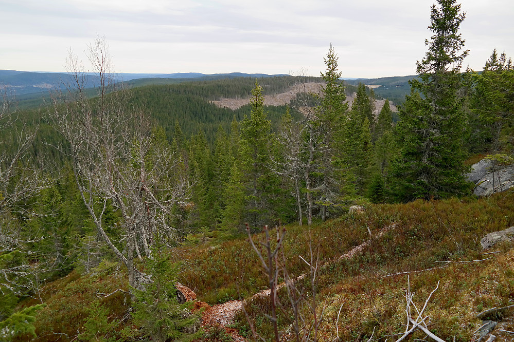 På vei ned østsiden på Skreihaugen (776) fikk jeg et glimt mot neste topp på programmet, Langfallhaugen (723), som er åsen bak med det store hogstfeltet.