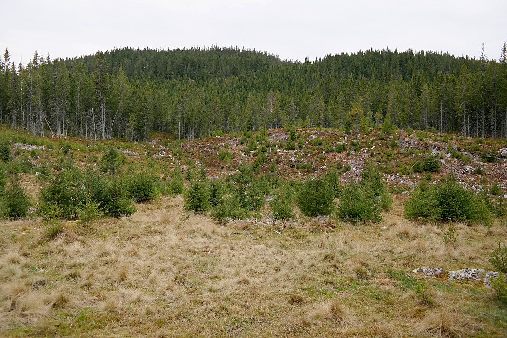 Litt før jeg nådde Tuvssetra tok jeg et blikk opp mot Skreihaugen (776) og østsiden på denne, som jeg litt tidligere hadde gått ned.