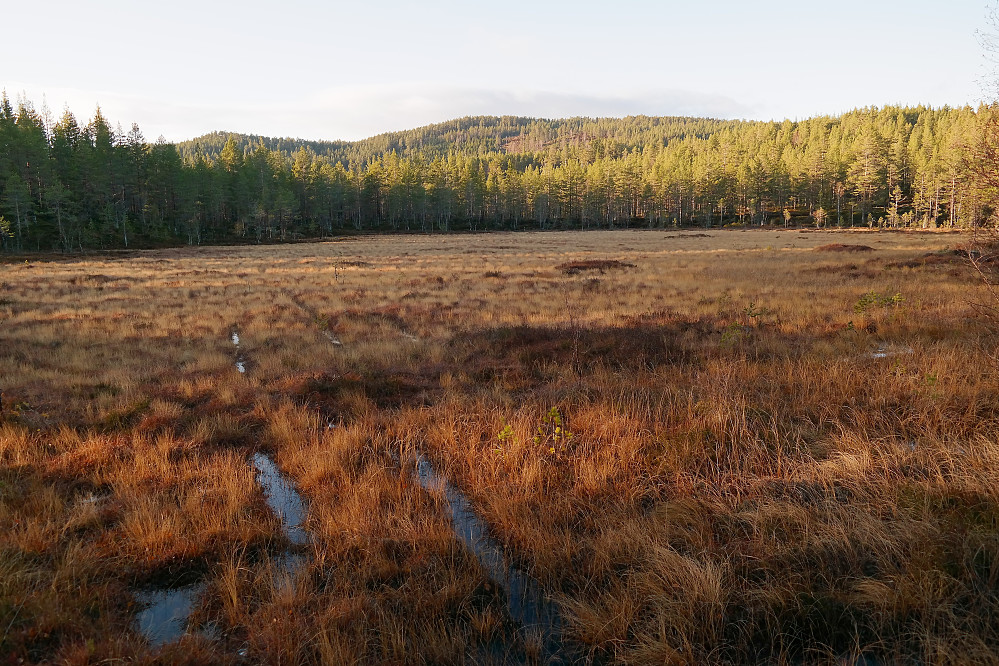 Myra ved høyde 445. I bakgrunnen er Elgstjernåsen (609) midt i bildet, med Gravaråsen (577) til venstre.