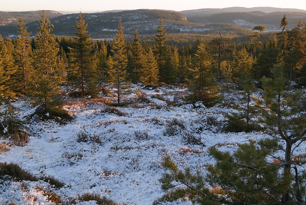 Lett skogsterreng å gå i her litt sør for Pikstein Sørvest (626). Åsen i bakgrunnen midt i bildet, er Rauberflaket (584).