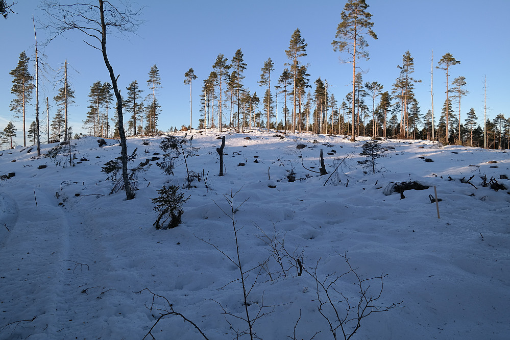 Et stort hogstfelt preger toppområdet på Sommerfjøstoppen (393). Nede i venstre hjørne av bildet ses hjulsporene jeg fulgte fra masta og et kort stykke mot toppen.