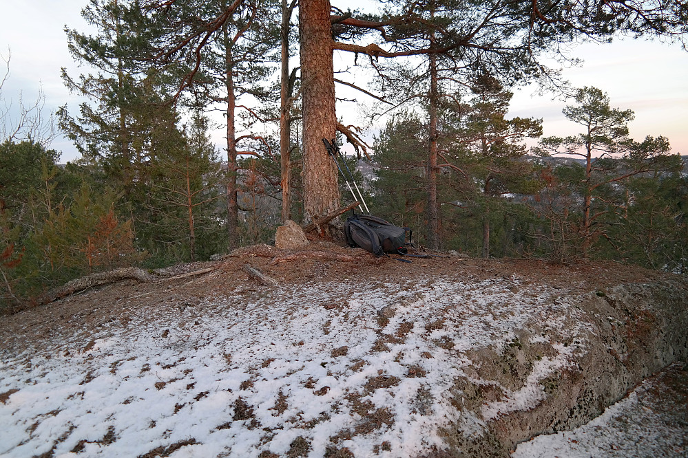 En stor furu på toppen av Mørjeklovås (194).