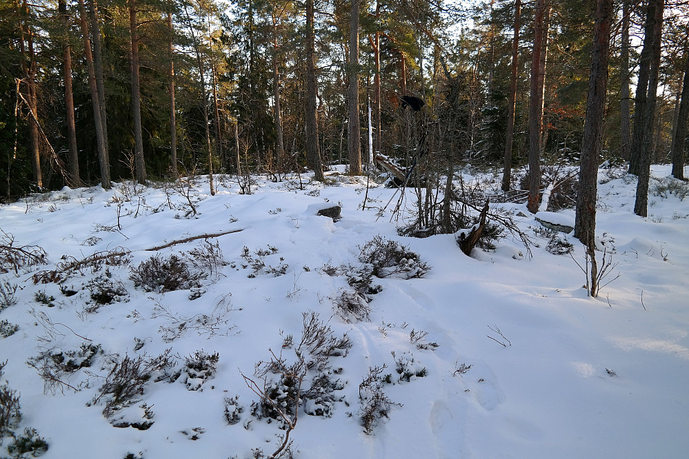 På toppen av Brentås (231) var jeg den eneste tobeinte som hadde tråkket spor i snøen. 