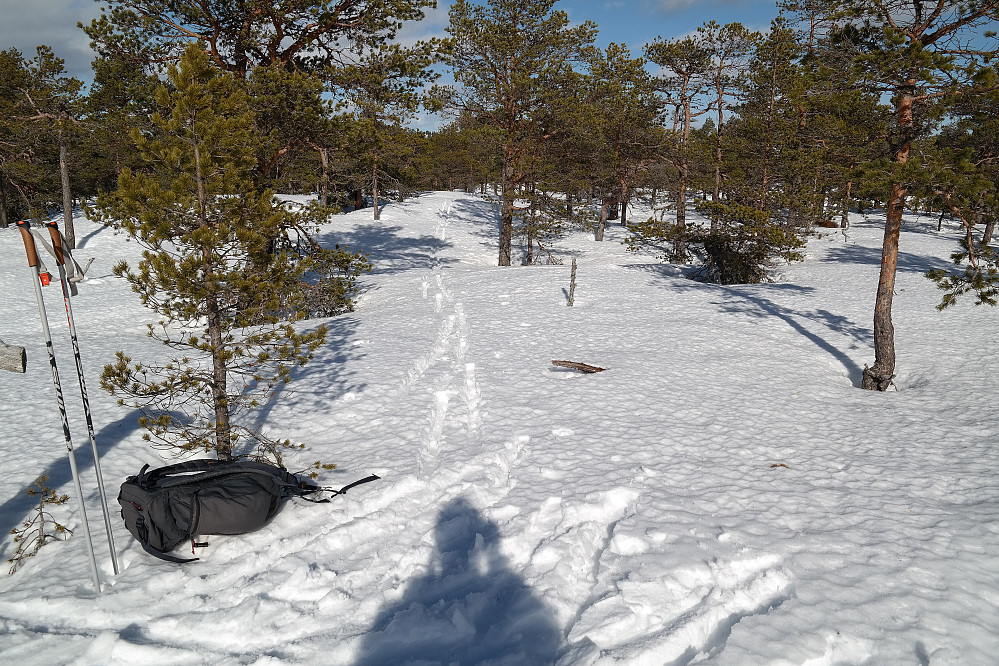 Også på Aslaugsfjell (662) var det sånn trivelig og åpen furuskog. Supert skiterreng når man først er under tregrensa.