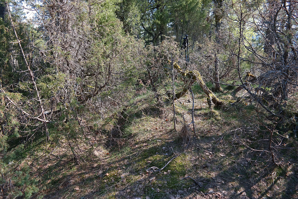 Mye krattskog på Bustekollen (192). Fordel med langbukser her.