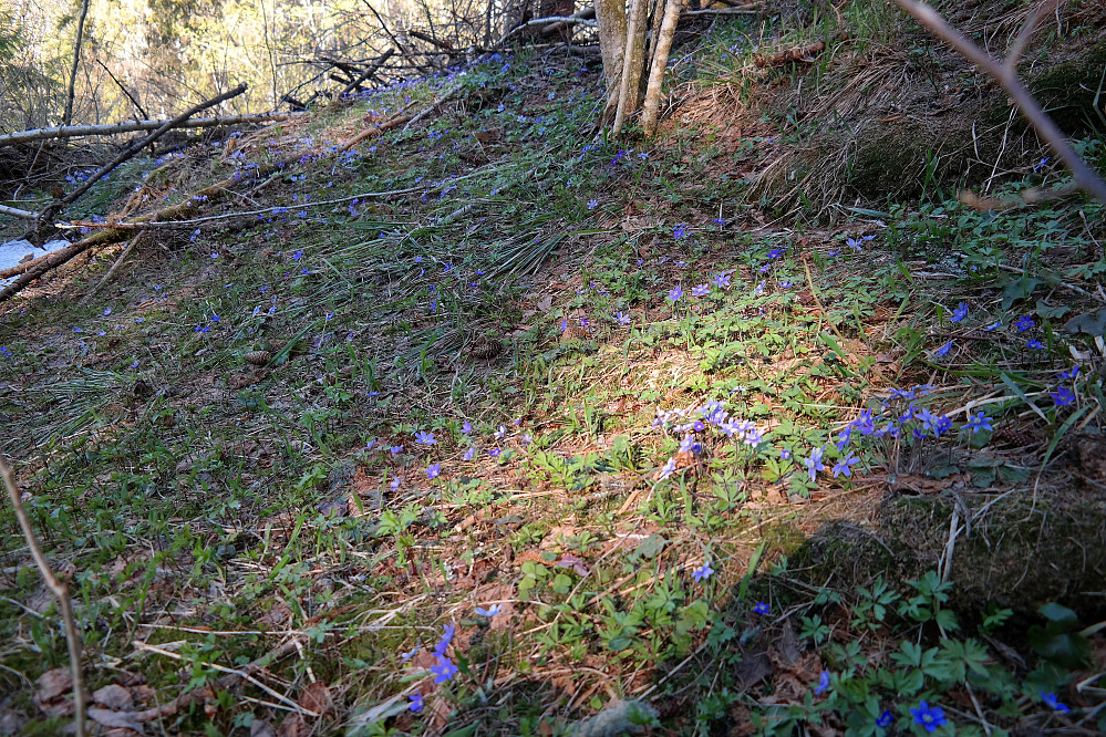 På vei ned fra Bustekollen (192) var det flere steder områder med blåveis. Fint i skogen på denne tiden.