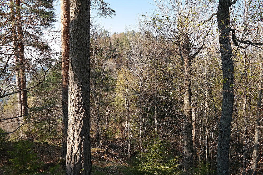 Fra Mellomåsane (181) skimtes Gampekollen (216) gjennom skogen enn så lenge før løvet har kommet for fullt.