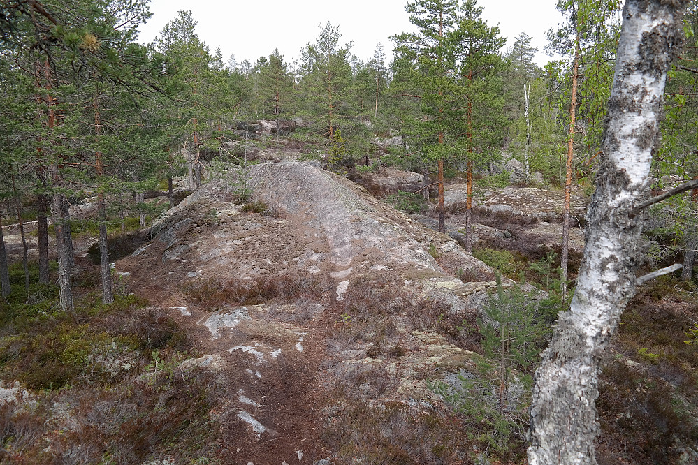 På stien nordover mot Nordre Skibrekkåsen (317).