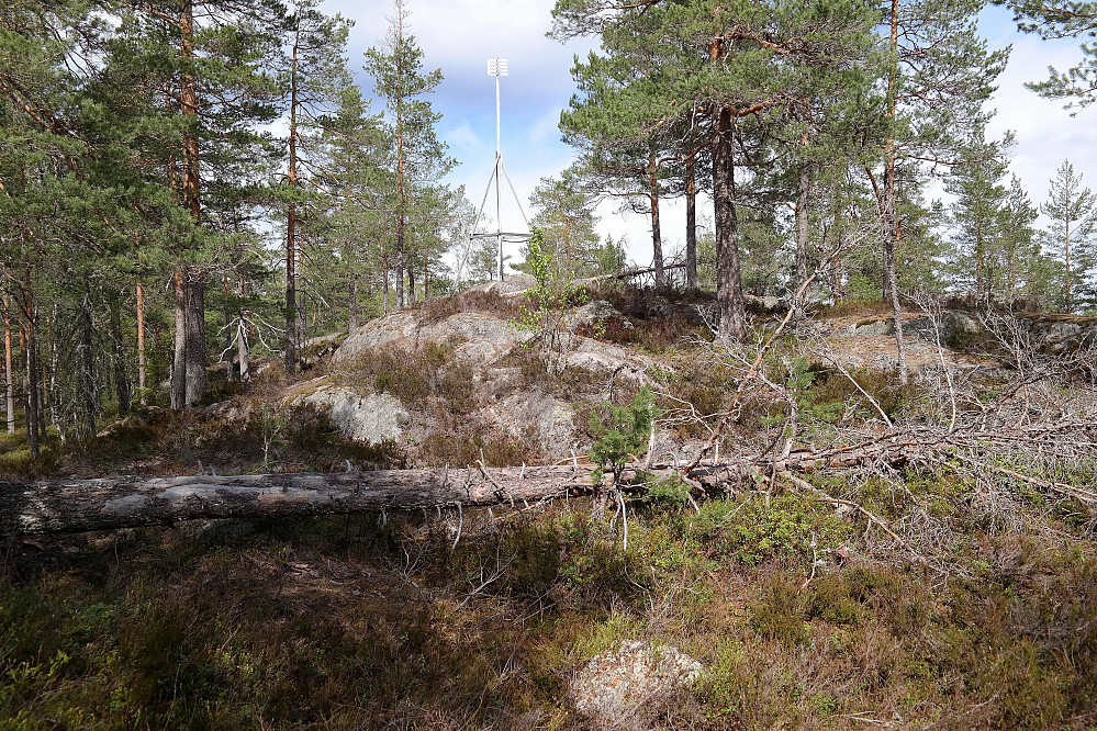 Trig.punktet og toppen av Nordre Skibrekkåsen (317).