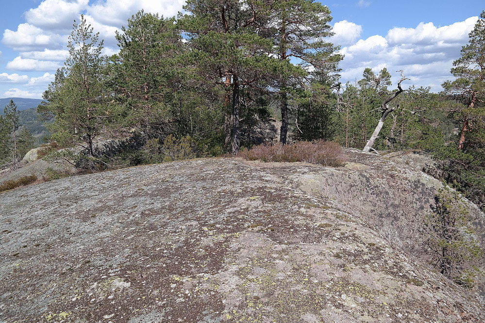 Det flate toppområdet på Sørøst for Øksenholtrøysa (271). Høyeste punkt er trolig en spiss stein bak trærne midt i bildet.