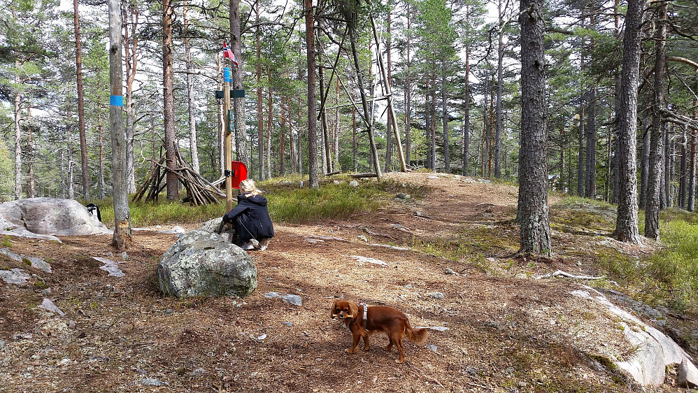 På Lauvåsknollen (538) ble vi møtt av det norske flagget på en stolpe med flere skilt og en postkasse. Tårnet på toppunktet i bakgrunnen hadde veltet mot et tre.