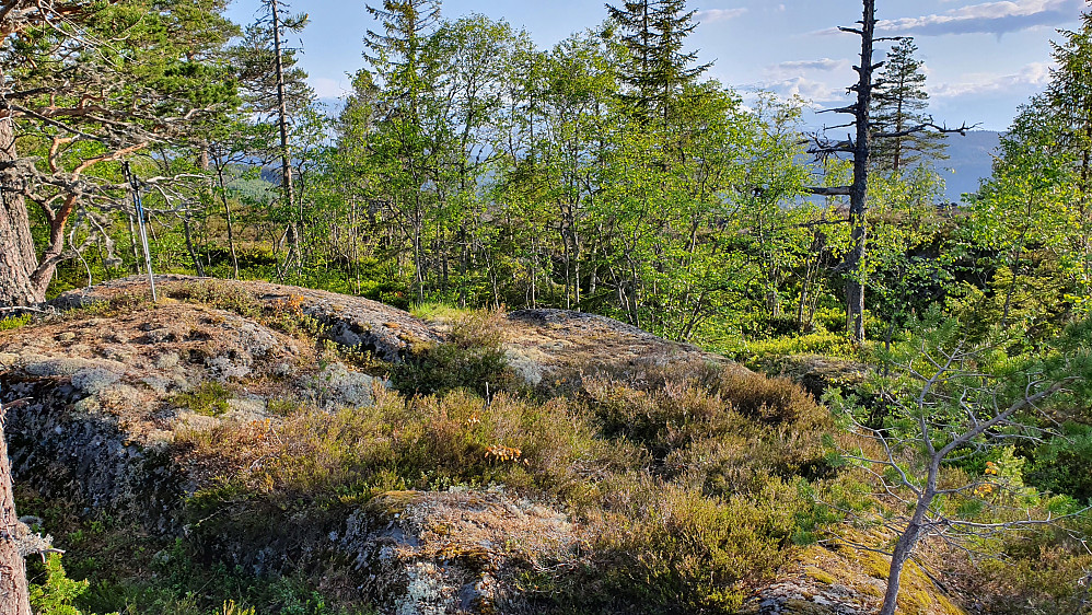 Jeg står på bergknausen som trolig er høyeste punkt på Blåmyråsen (574). Det fine utsiktspunktet er noen meter lengre bak til høyre i bildet.