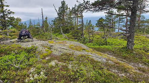 Toppunktet på Storås Nordvest (682).