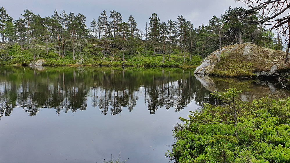 Idylliske Storåstjenn. Oppå høyden i bakgrunnen, litt til venstre for midten av bildet, kan man skimte toppvarden på Storås (682) bak to furutrær.
