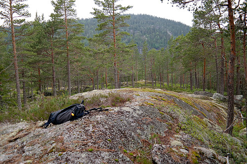 Lettgått og åpen furuskog på Skolsåsen (425). Bak ses Storås (682).
