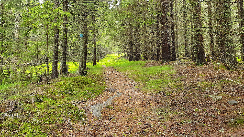 Ovenfor (nord for) Breidstul fortsetter blåmerket sti oppover i skogen.