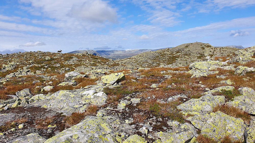 Reinsdyret på Tuftenosene ses til venstre. Høyeste punkt (1407) er haugen til høyre i bildet hvor det er en liten varde på toppen.