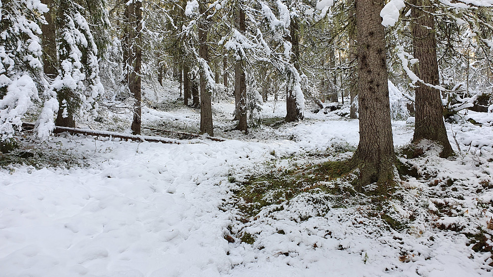 Vinterlig skog i nordsiden på Hanskonatten (734).