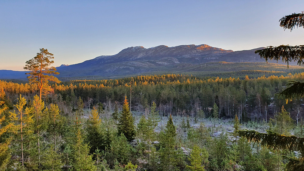 Sola lyser opp tretoppene med Blefjell i bakgrunnen. Her har jeg nettopp krysset over den frosne flata nede til høyre og har begynt på bakken opp mot Øst for Raudnuten (528).