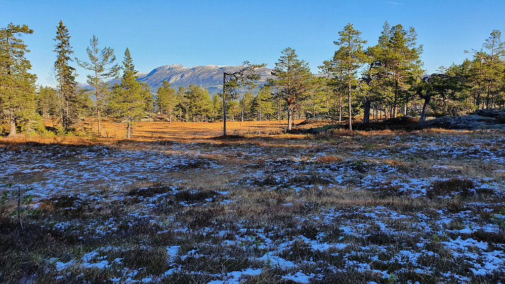 Litt nord for toppen av Tjønnenatten (661) gikk jeg over denne fine myra hvor det ennå lå igjen rester av snø der sola ikke tok så godt. Langt bak er Blefjell.