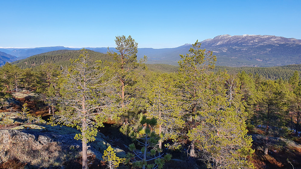 Utsyn nordover fra toppen av Vardefjell (658). Til venstre er åsene jeg nettopp hadde vært på. Mye lengre bak og til høyre ses Blefjell.