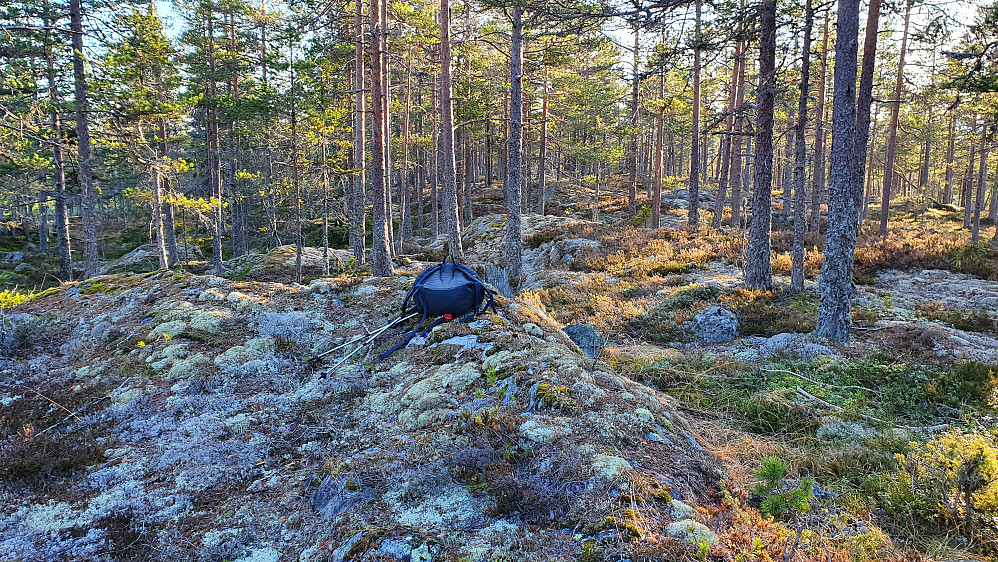 Furutrær og lett skogsterreng på Niveliåsen (566).