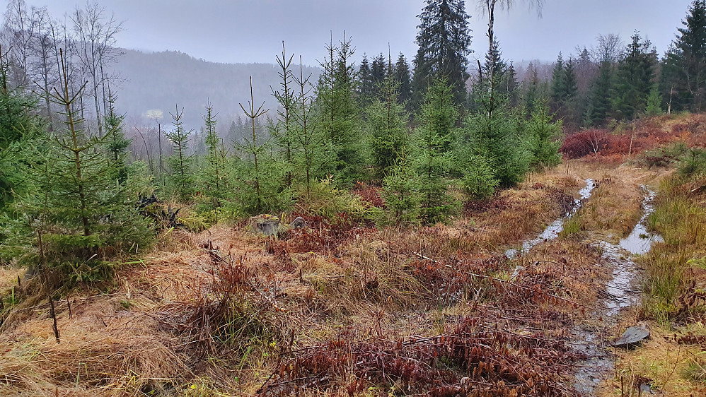 Til høyre er traktorveien jeg fulgte i nordsiden på Brånakollane. Temmelig fuktig i hjulsporene, og særlig der hvor det var lite helning.