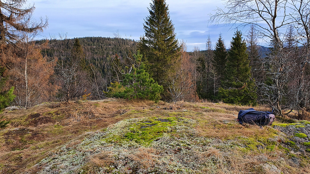 Toppunktet på Movannskollen (341). I bakgrunnen til venstre er Grasåsen (416).