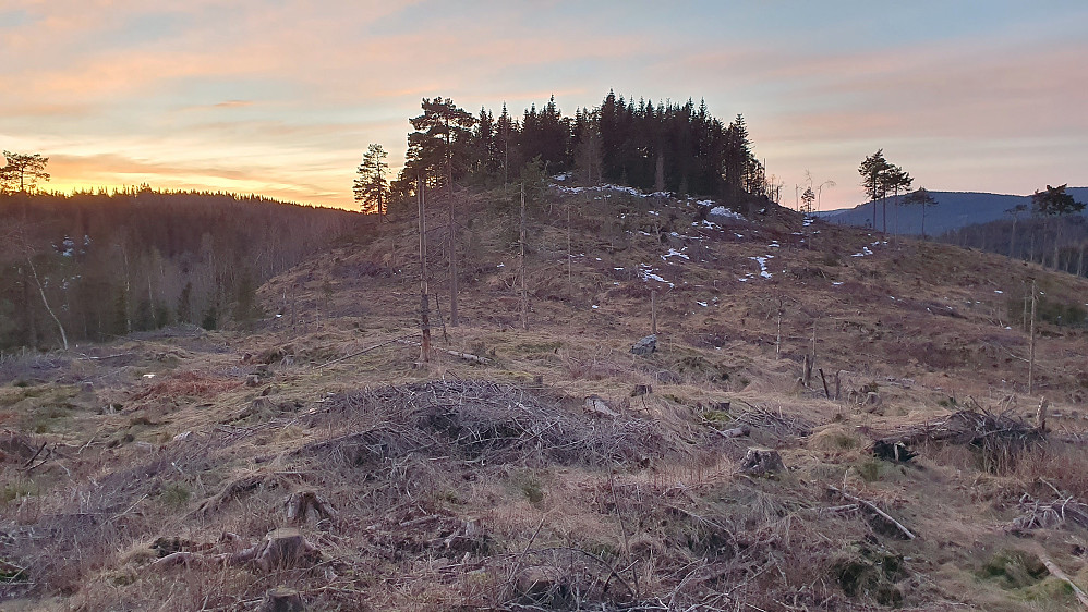 Mot Kusmeåsen (330), sett fra øst. Stort hogstfelt rundt denne toppen. I sørvest glødet fremdeles himmelen.