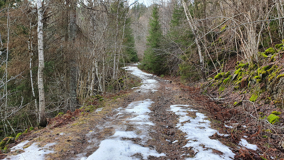 På skogsbilveien nordøst for Store Nipe. Der veien blir borte mellom granene litt lengre fremme, gikk jeg opp i skogen til høyre og satte kursen mot Namløsnipe.