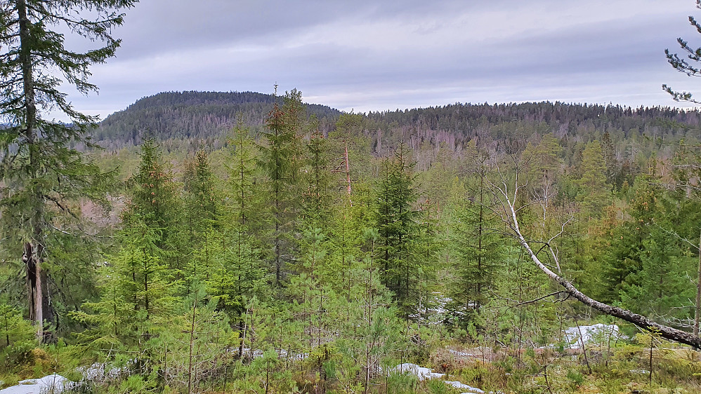 I nordsiden på Bærvannskollen (303) ser jeg tilbake mot Store Nipe (369), som er til venstre. Fjellmyråsane (309) er den slake åsen til høyre.