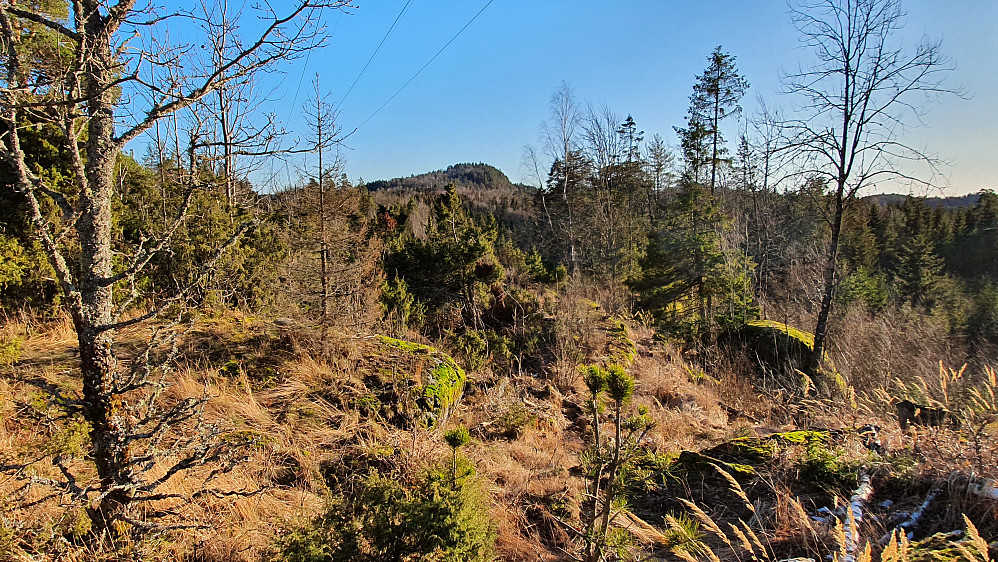 På ryggen sør/sørøst for den første toppen jeg var oppom. Jeg står under høyspentlinja og ser mot Lauvesnyta (227), som er kulen i bakgrunnen midt i bildet.