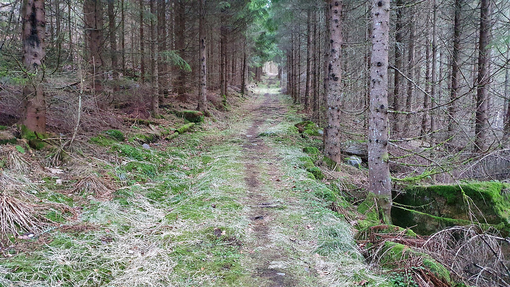 I den mørke granskogen i dalen vest for Lauvesnyta (227) var det en bred sti som var veldig fin å følge.