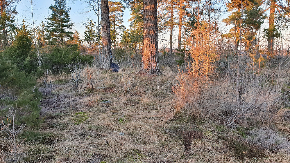 De to store furutrærne som står på toppen av Budalsåsen Nordvest (163).