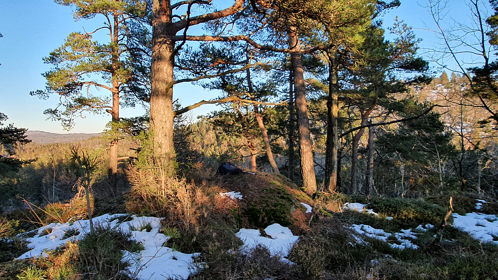 På høyden Nordvest for Gravtjernåsen (139). I bakgrunnen helt til høyre, ses selve Gravtjernåsen (191) mellom trærne.