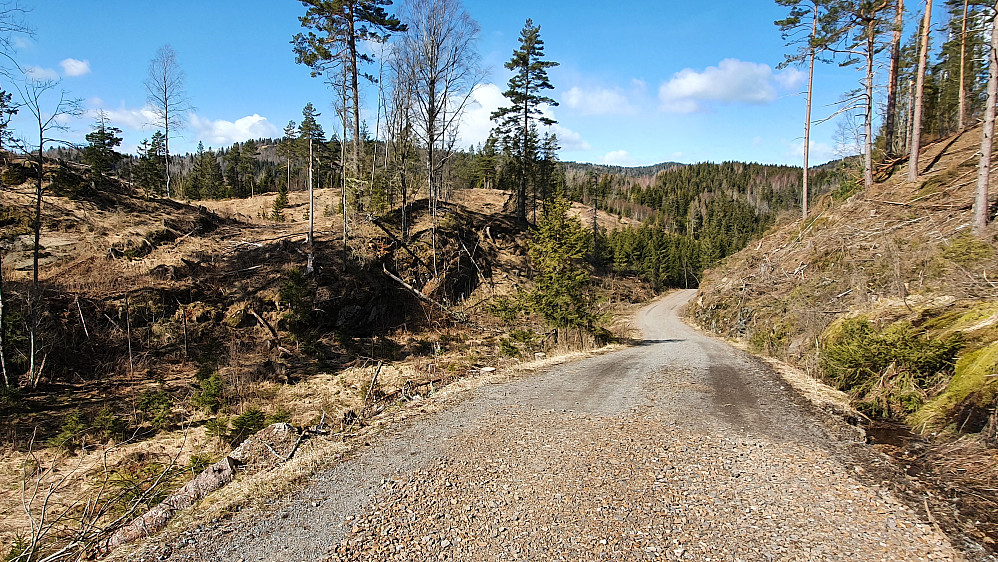 Jeg rusler på grusveien gjennom hogstfeltet på vei mot dagens siste høyde, Sørøst for Sagstua (202), som er gresskollen litt lengre bak midt i bildet.