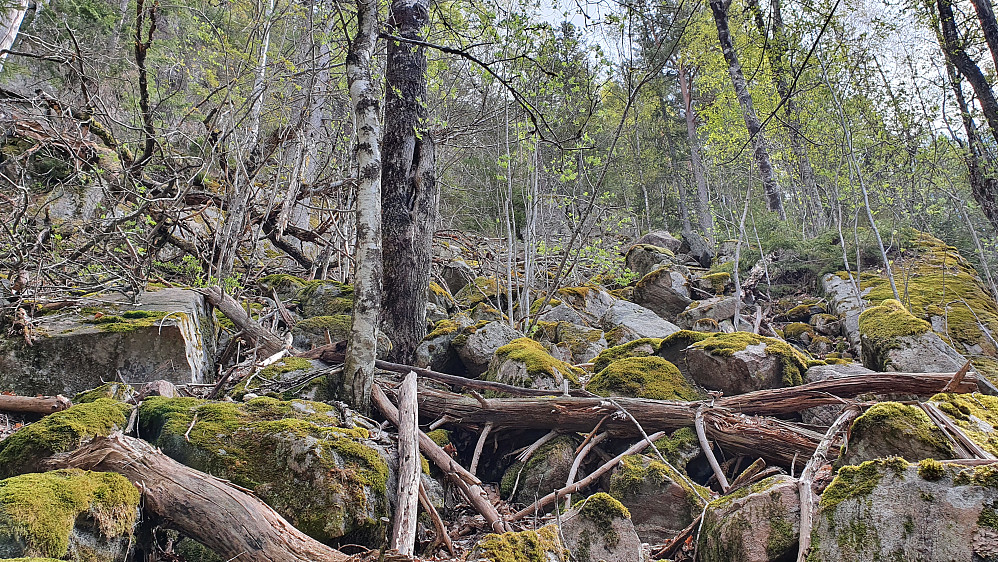 I nedre del av ura jeg fulgte opp mot Bjørndalsfjellet (405). Her tok jeg det rolig, naturlig nok. Heldigvis bedret det seg jo høyere jeg kom.