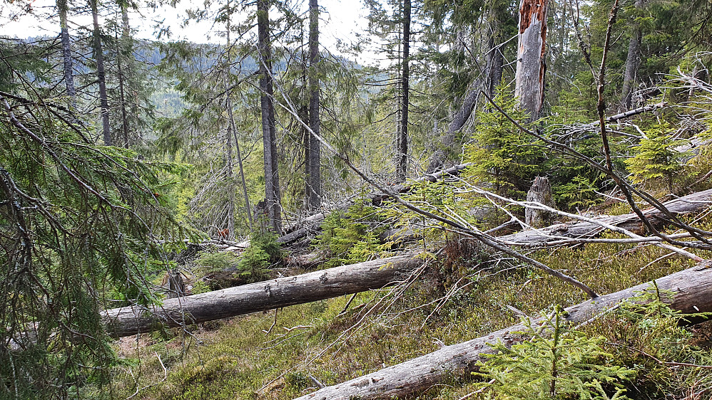 Mye nedblåste trær i vestsiden på nordre del av Geitryggen. Åsen som skimtes bak trærne til venstre, er Middagskollen (658).