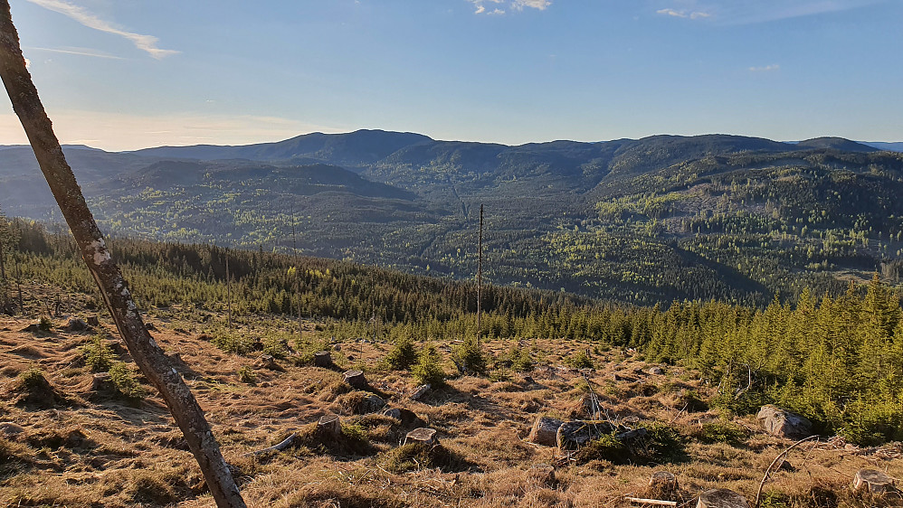 I hogstfeltet nord for Brennhaugen (646), med utsikt mot nordvest. Fjellsjøkampen (812) er den store toppen i bakgrunnen.