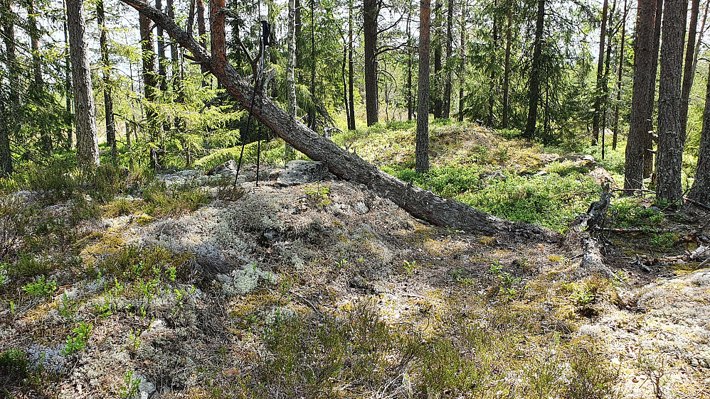 En furu hadde lagt seg over toppkulen på Kinnshøgda (314).