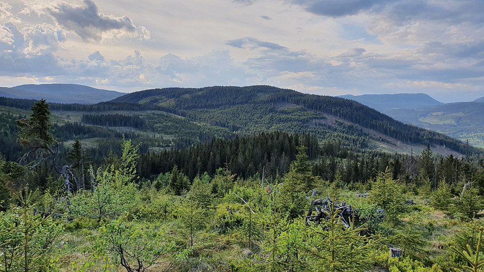 Jeg står i hogstfeltet i nordsiden på Liskollen (640). Midt i bildet er Nordliskampen (707). Helt til venstre ses Bjørnåsen (825). Langt bak til høyre er Torsæterkampen (840).