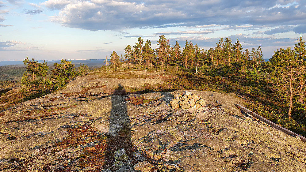 Lav kveldssol på Gvitåsen. Høyeste punkt er midt i bildet inne blant furuene. I forgrunnen er varden, som altså ikke står på selve toppen.