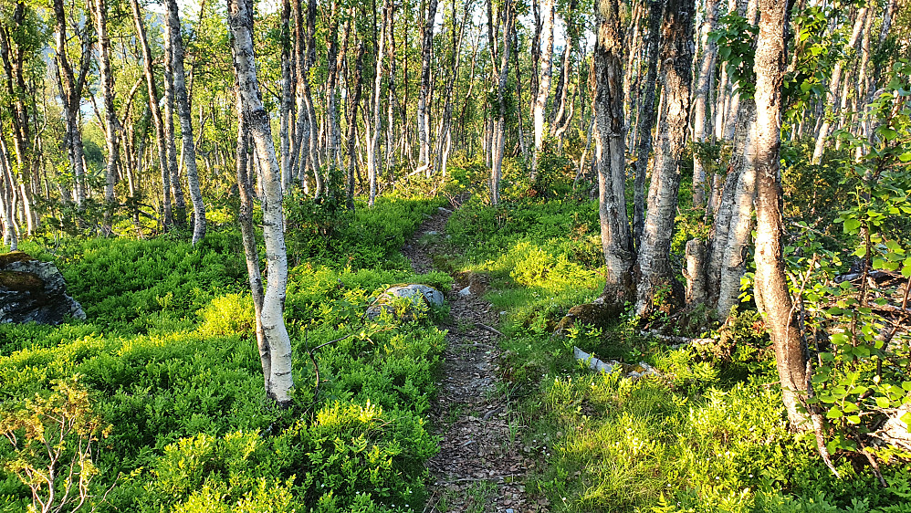 Stien helt på slutten av turen. Dette var den delen av stien hvor vi ikke gikk like etter turstart fra Raudbekkstølen.