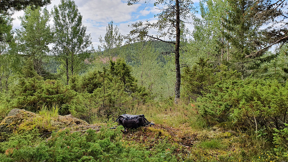 Trig.punktet på Blekåsen. Bolten ses ved sekken min, på høyre side. Åsen som ses bak trærne midt i bildet, er Smørkollen (527).