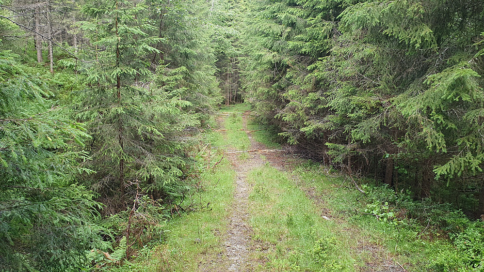 Skogsbilveien jeg fulgte. Her på ca 400 meters høyde, litt nordvest for Grønknuten (442).