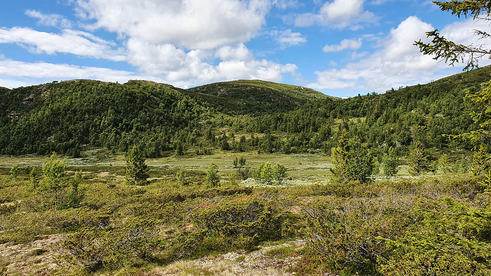 Jeg står litt sørvest for hytta Fagerfet og ser mot Kupanatten (1188), som er den runde toppen midt i bildet. Mye einerkratt her ved Fagerfet.