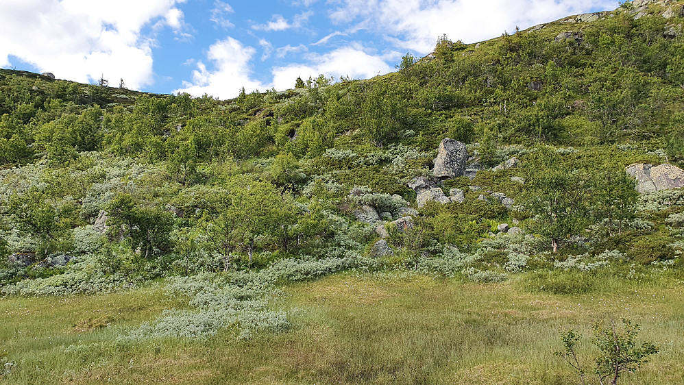 Det svært uveisomme terrenget helt nederst under nedstigningen fra Fagerfjellet (1255). Jeg kom ned litt til venstre i bildet. Anbefaler ingen å gå opp eller ned her!