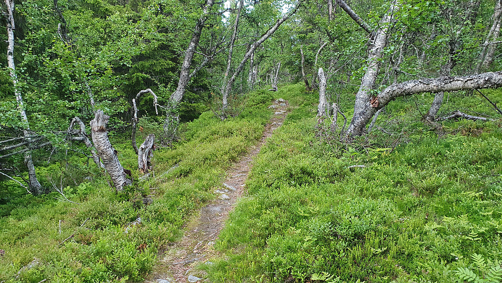 Stien jeg fulgte nedover i skogen fra Slokoåsen (1142). Her er jeg på det slake partiet på ca 1000 meters høyde.
